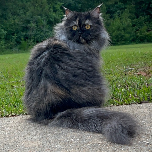 Meet your Posher, Dolly. - Picture 3 of 7